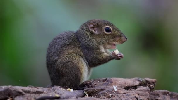 열대우림 정글에서 과일을 귀여운 그라운드 다람쥐 — 비디오