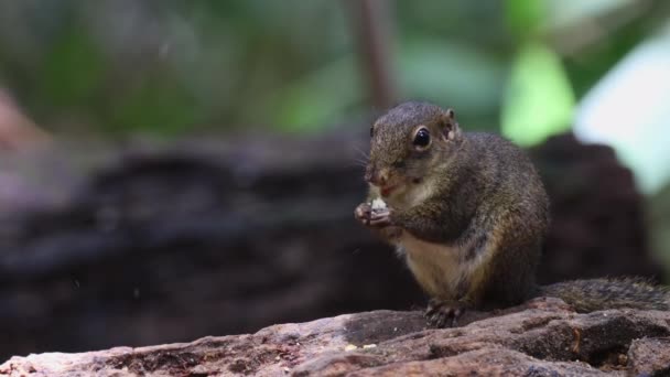 Cute Wiewiórka Ziemi Jedząc Owoce Dżungli Dżungli Deszczowej — Wideo stockowe
