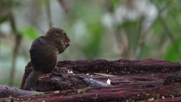 Niedliches Erdhörnchen Frisst Dschungelfrüchte Regenwald Dschungel — Stockvideo