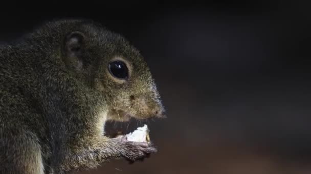 Cute Ground Squirrel Makan Buah Hutan Hutan Hujan — Stok Video