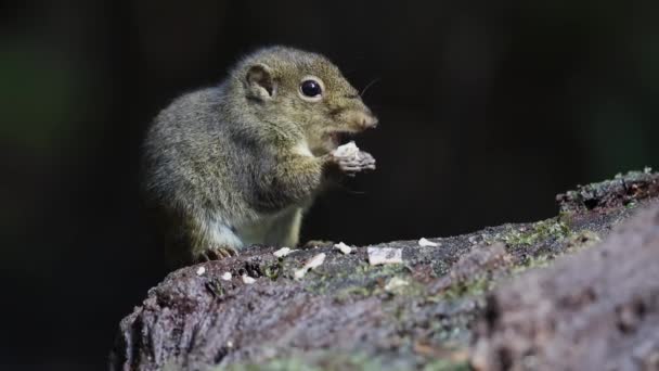 Cute Ground Squirrel Eating Jungle Fruit Rainforest Jungle — Stock Video