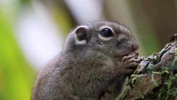 Esquilo Terra Bonito Comendo Frutas Selva Selva Floresta Tropical — Vídeo de Stock