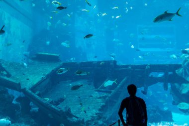 Singapur - 11 Kasım 2022: Derinlikleri Keşfeden Turistler ve Ziyaretçiler, S.E.A. 'deki büyüleyici deniz yaşamını keşfederken Meraklandılar Akvaryum, Singapur