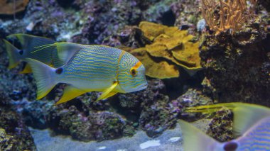 Hareketli Renkler: S.E.A. 'in sularında süzülen bir yelkenlinin zarafetini yakalamak Akvaryum, Singapur.