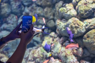 A Close-Up of a Lady's Hand Capturing the Beauty of Marine Life Through Her Smartphone at S.E.A. Aquarium, Singapore. clipart