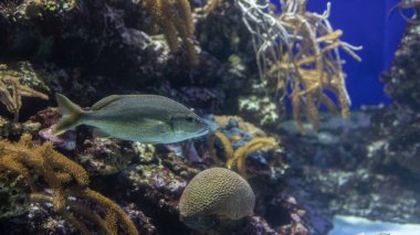 The Tranquil Presence of a White Grunt Exhibiting Elegance in the Aquatic Wonderland of S.E.A. Aquarium, Singapore. clipart