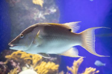 Büyüleyici Domuz Balığı, S.E.A. 'nın sularını süslüyor. Akvaryum, Singapur, Benzersiz Varlığıyla.