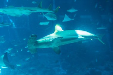 Bir Winghead Shark 'ın büyüleyici varlığı S.E.A.' de yakalandı. Akvaryum, Singapur.