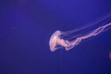 Jellyfishes ışıklı ışık akvaryum yüzme ile
