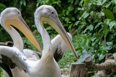 Muhteşem bir Beyaz Pelikan 'ın göz kamaştırıcı yakın çekimi muhteşem güzelliğini ve zarafetini gözler önüne seriyor..