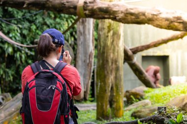 Meraklı Tanımlanamayan Ziyaretçi Bir Orangutan 'ın Güzelliğini Yakalıyor - Büyüleyici Vahşi Yaşam Stoku Fotoğrafı