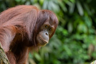 Doğal Orman Yaşam Alanında Büyüleyici Orangutan (Pongo pigmaeus) - Büyüleyici Vahşi Yaşam