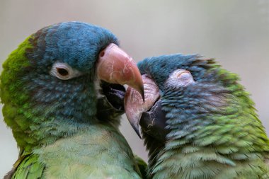 Sweet Moments of Affection - Lovely Parrot Couple Sharing a Kiss - Heartwarming Avian clipart