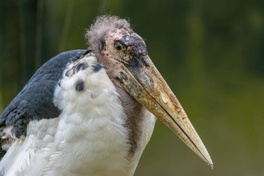 Muhteşem Marabut Leyleği (Leptoptilos crumeniferus) yaşam ortamında - Büyüleyici Vahşi Yaşam