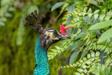 Behold the breathtaking beauty of a majestic peacock, adorned in vibrant hues, proudly displaying its magnificent plumage amidst the wonders of nature. clipart