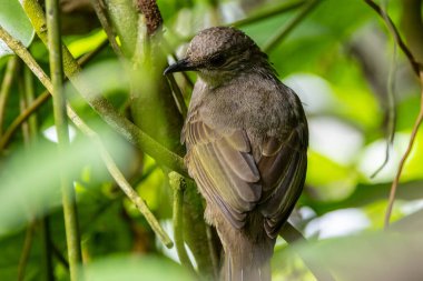 Renkli zeytin kanatlı Bulbul (Pycnonotus plumosus) Dalına tünemiş - Büyüleyici kuş