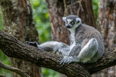 Striking Black and White Ring-tailed Lemur (Lemur catta) - Captivating Wildlife Stock Photo of Madagascar's Iconic Primate clipart