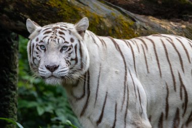 mesmerizing beauty of an Albino Tiger, a truly extraordinary and rare sight in the wild. clipart