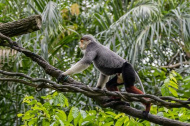 Hayvanlar aleminin gerçek bir mucizesi olan Kızıl Bıçaklı Douc 'un doğası.