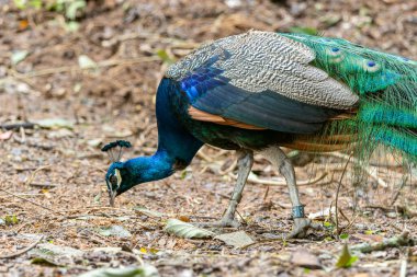 Behold the breathtaking beauty of a majestic peacock, adorned in vibrant hues, proudly displaying its magnificent plumage amidst the wonders of nature. clipart