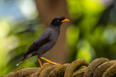Bir Javan Myna zarif bir şekilde yemyeşil bir arka plana tünemiş, doğal dünyanın güzelliğini kucaklıyor. Çarpıcı siyah tüyleri ve canlı sarı göz bantlarıyla