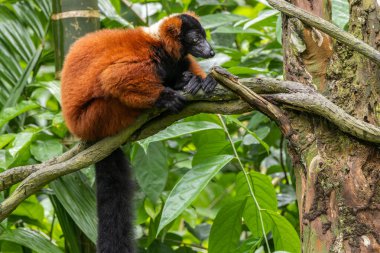 Kırmızı Yakalı Lemur 'un doğası. Canlı ve büyüleyici bir yaratık. Canlı renkler ve neşeli bir enerji yayıyor..
