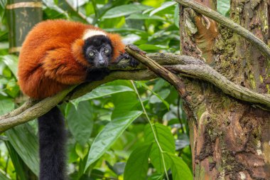 Nature wildlife of Red Ruffed Lemur, a lively and enchanting creature radiating with vivid hues and playful energy. clipart