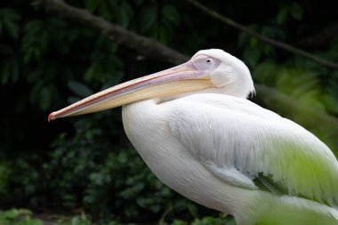 Muhteşem bir Beyaz Pelikan 'ın göz kamaştırıcı yakın çekimi muhteşem güzelliğini ve zarafetini gözler önüne seriyor..