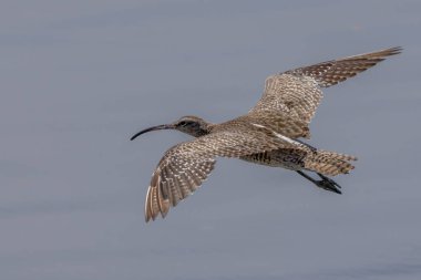 Majestic Eurasian Whimbrel in Coastal Setting clipart