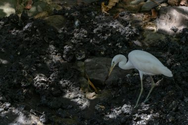 Doğal Habitatında Zarif Çin Akbalıkçılığı