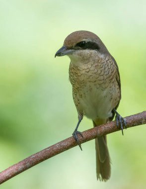 Nature wildlife image of Graceful Brown Shrike A Master of Stealth and Precision in the Wild clipart