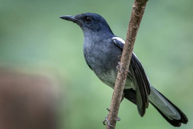 Doğulu Saksağan Robin Bahçedeki Melodik İlham Perisi