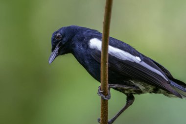 Oriental Magpie-Robin A Melodic Muse in the Garden clipart