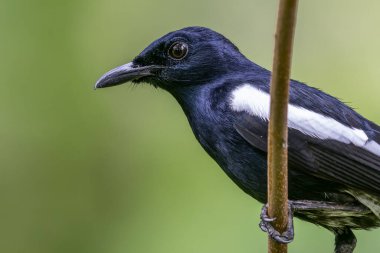 Doğulu Saksağan Robin Bahçedeki Melodik İlham Perisi