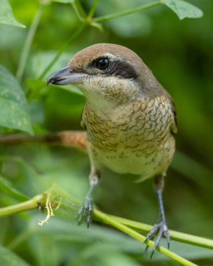 Doğanın vahşi yaşam görüntüsü Zarif Kahverengi Shrike Vahşi doğanın Gizlilik ve Hassasiyet Ustası