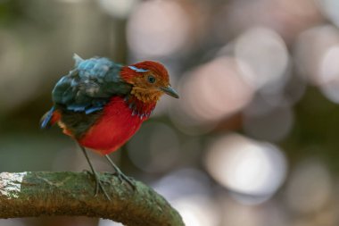 The Blue-banded Pitta (Erythropitta arquata) is a dazzling bird known for its vibrant plumage and tropical habitat clipart