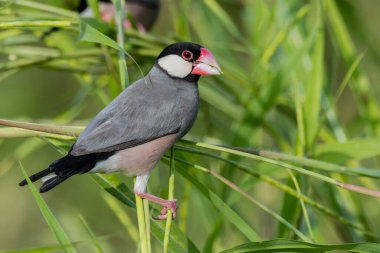 Güzel kuş Java serçesinin doğa görüntüsü (Lonchura oryzivora)