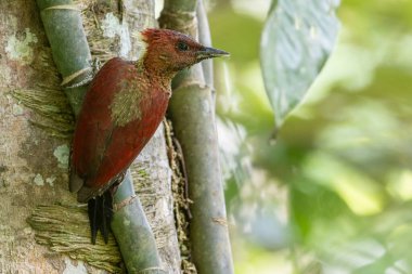 Banded Woodpecker, ormanın ortasında çarpıcı desenlerle süslenmiş bir poz verdi.