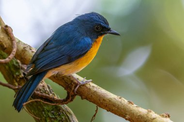 Mangrove Mavi Sinek Yakalayıcısı 'nın (Cyornis Rufigastra) Doğal Tropikal Mangrov Ormanı' ndaki güzel kuşu