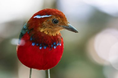 The Blue-banded Pitta (Erythropitta arquata) is a dazzling bird known for its vibrant plumage and tropical habitat clipart