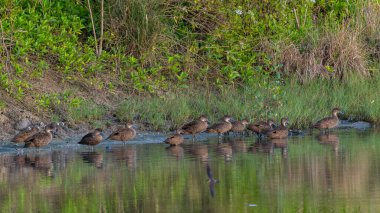 Group of Sunda Teal Ducks Gracefully Drifts on the Reflective Pond. Serenity in Every Ripple clipart