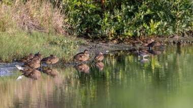 Group of Sunda Teal Ducks Gracefully Drifts on the Reflective Pond. Serenity in Every Ripple clipart