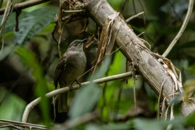 Dala tünemiş renkli zeytin kanatlı Bulbul (Pycnonotus plumosus)