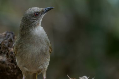 colorful Olive-winged Bulbul (Pycnonotus plumosus) Perched on Branch clipart