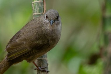 Dala tünemiş renkli zeytin kanatlı Bulbul (Pycnonotus plumosus)