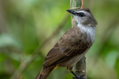 Canlı Sarı Havalı Bulbul Kuşları Yeşilliğe Tünedi