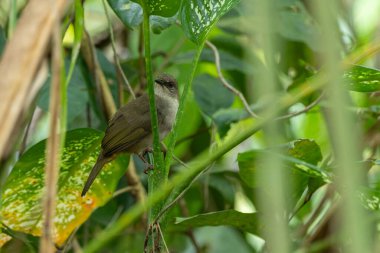 Dala tünemiş renkli zeytin kanatlı Bulbul (Pycnonotus plumosus)