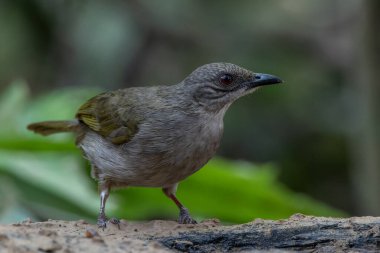 Dala tünemiş renkli zeytin kanatlı Bulbul (Pycnonotus plumosus)