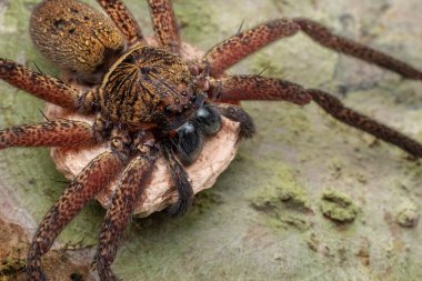 Hunstman Spider 'ın yeryüzündeki doğa görüntüsü Sabah, Borneo