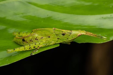 Yeşil yapraklar üzerinde Katydid 'in doğal vahşi yaşam makro görüntüsü